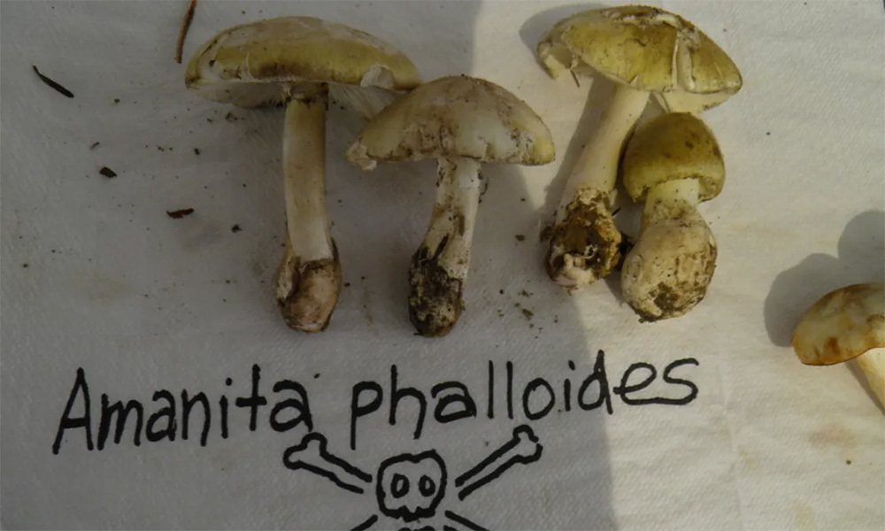 Un antidote potentiel contre le champignon le plus dangereux du monde