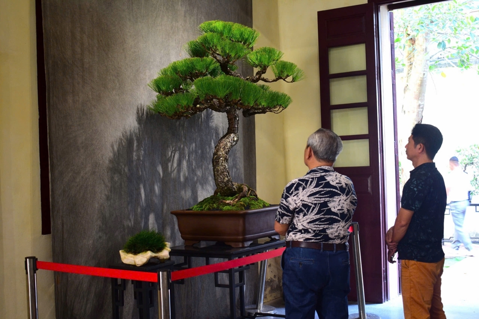 Visitors admire the beautifully shaped bonsai trees.