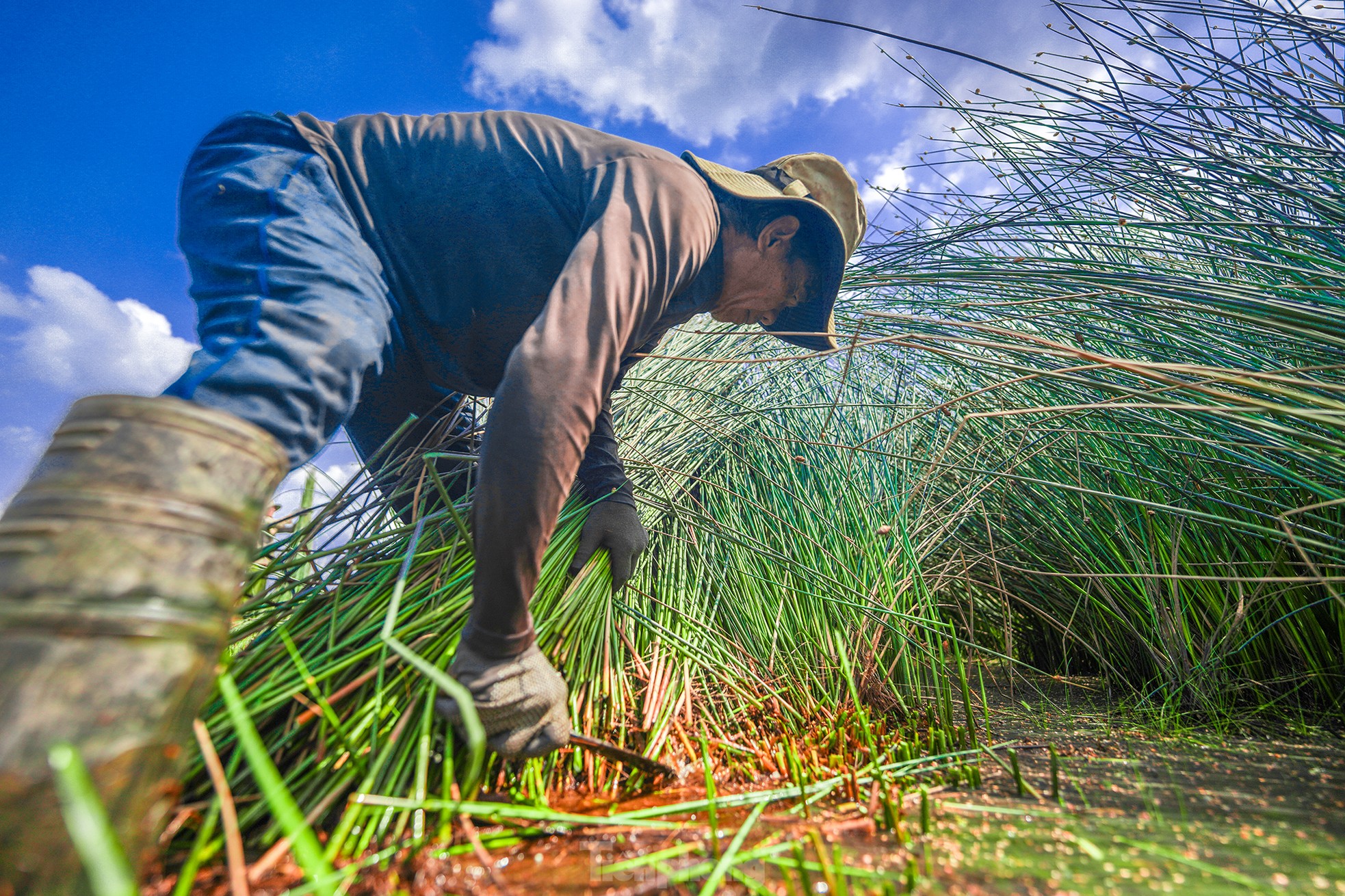 Variedad de césped fácil de cultivar que genera cientos de millones de dongs en ingresos. Foto 16