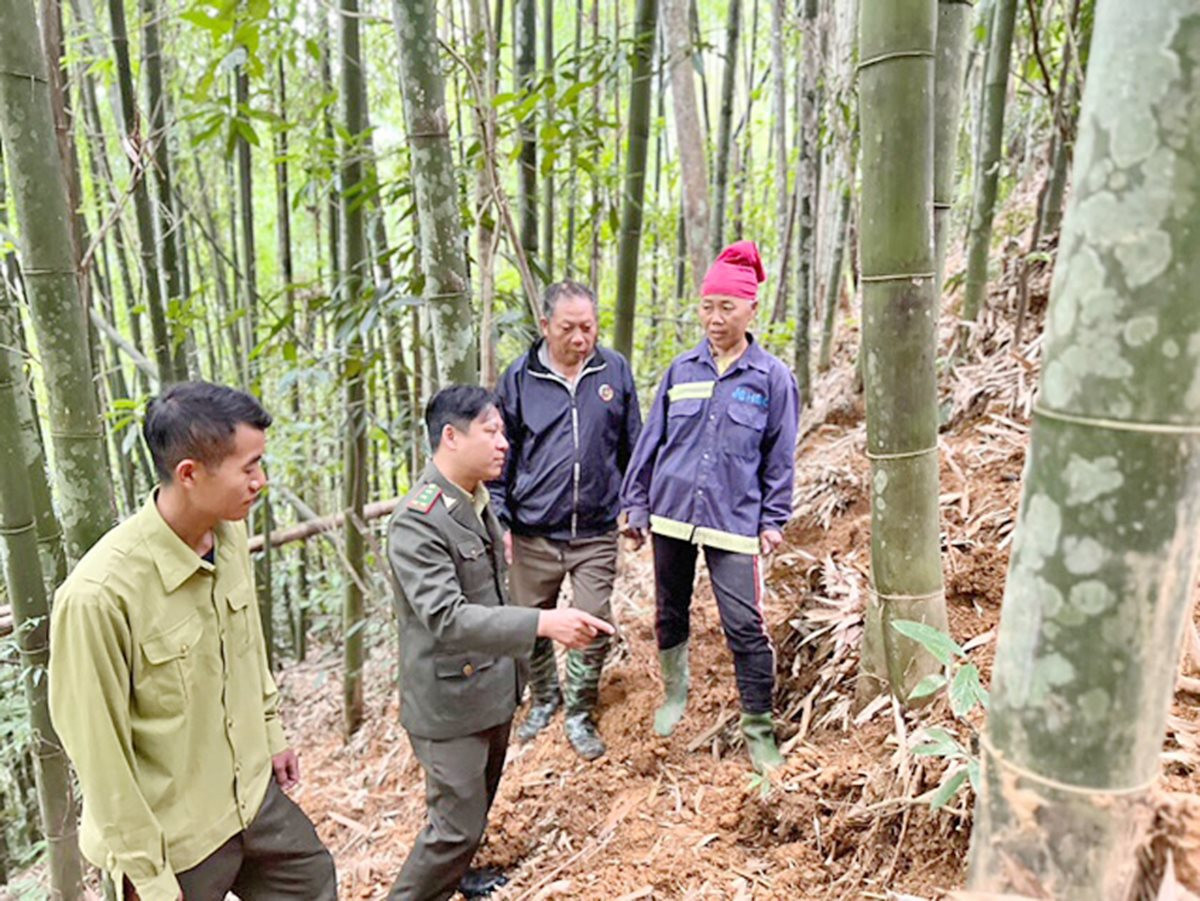 Das Volk von Lao Cai klammert sich an den Wald