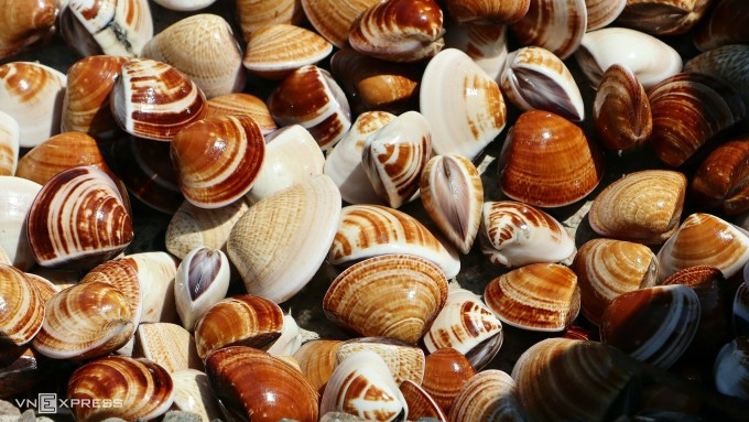 Clams are caught by fishermen diving in Phan Thiet sea, Binh Thuan province. Photo: Tu Huynh