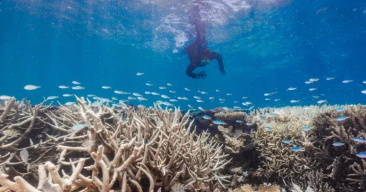 Massive bleaching on the Great Barrier Reef