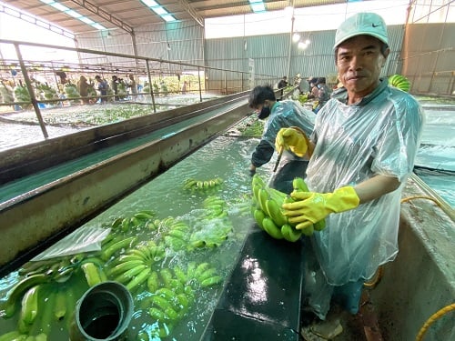 Arbeiter verarbeiten Bananen für den Export nach Europa. Foto: Thanh Tuan