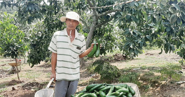 Avocado variety 034 was successfully grown in Lam Dong and has produced so many fruits, why do some sellers make a profit and others lose so much?