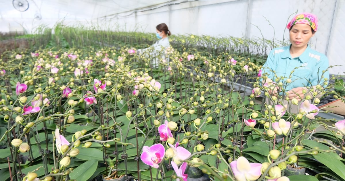 The flower and ornamental plant industry brings in more than 7,000 billion VND in value each year.