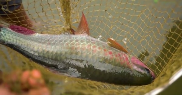 In the green mountains and blue water, Yen Bai people raise slow-growing silver carp. Once caught, rich people buy them immediately.