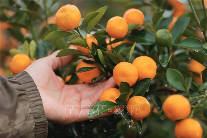 Van Giang kumquats and grapefruits are ready for Tet At Ty