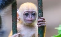 What's so special about the baby monkey at the Zoo that's causing a stir on social media?