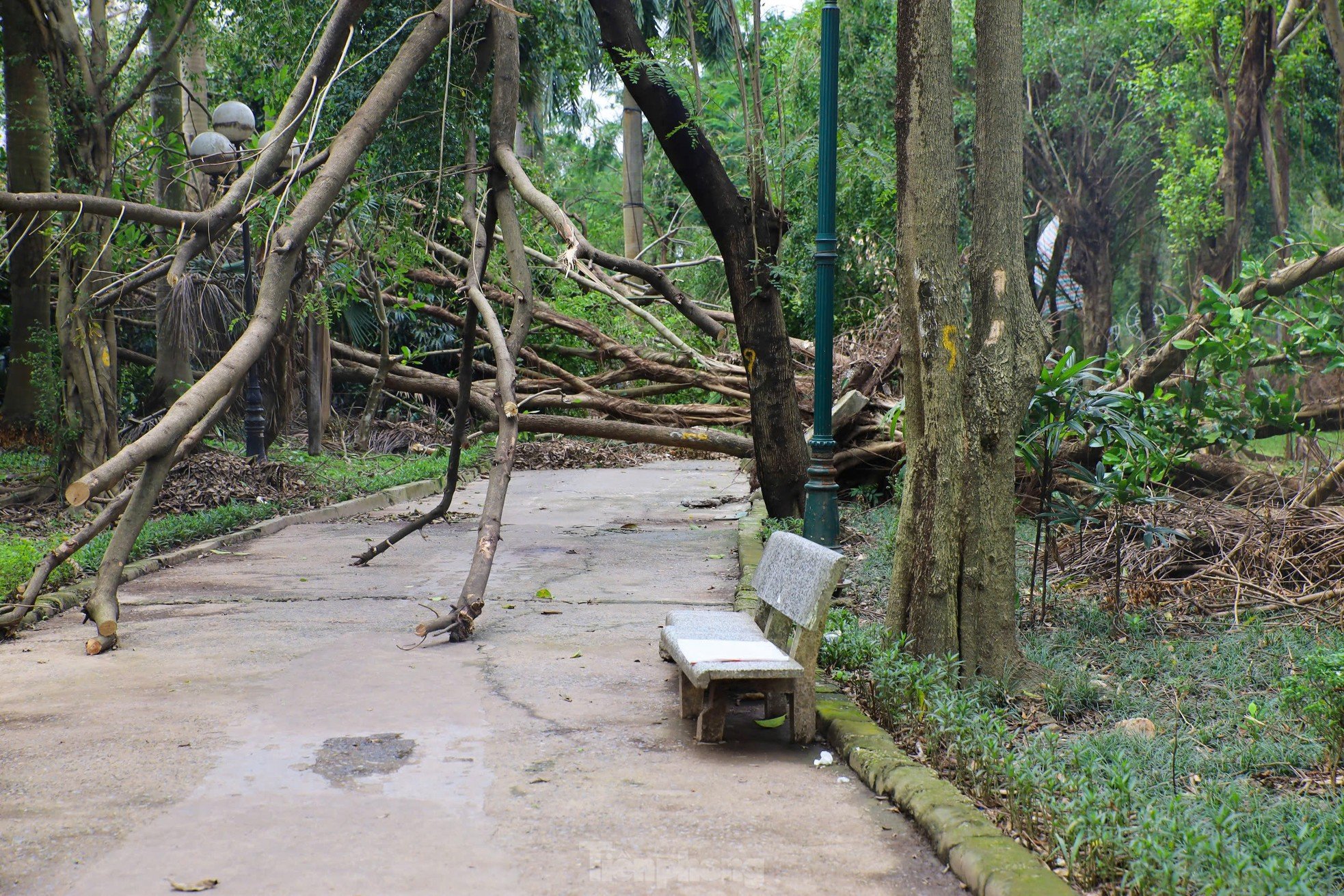 ¿Por qué los parques de Hanoi todavía están llenos de árboles caídos? foto 11