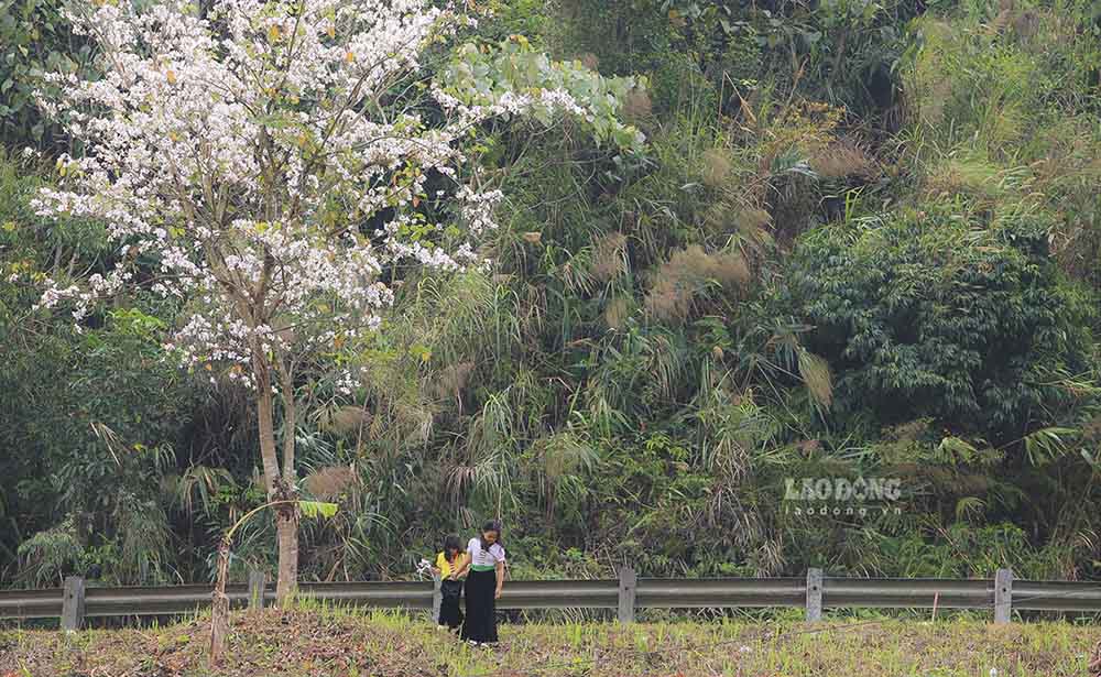 For many years, the Ban Flower Festival has been held annually by Dien Bien province in mid-March - right on the occasion of the opening of the Dien Bien Phu Campaign.