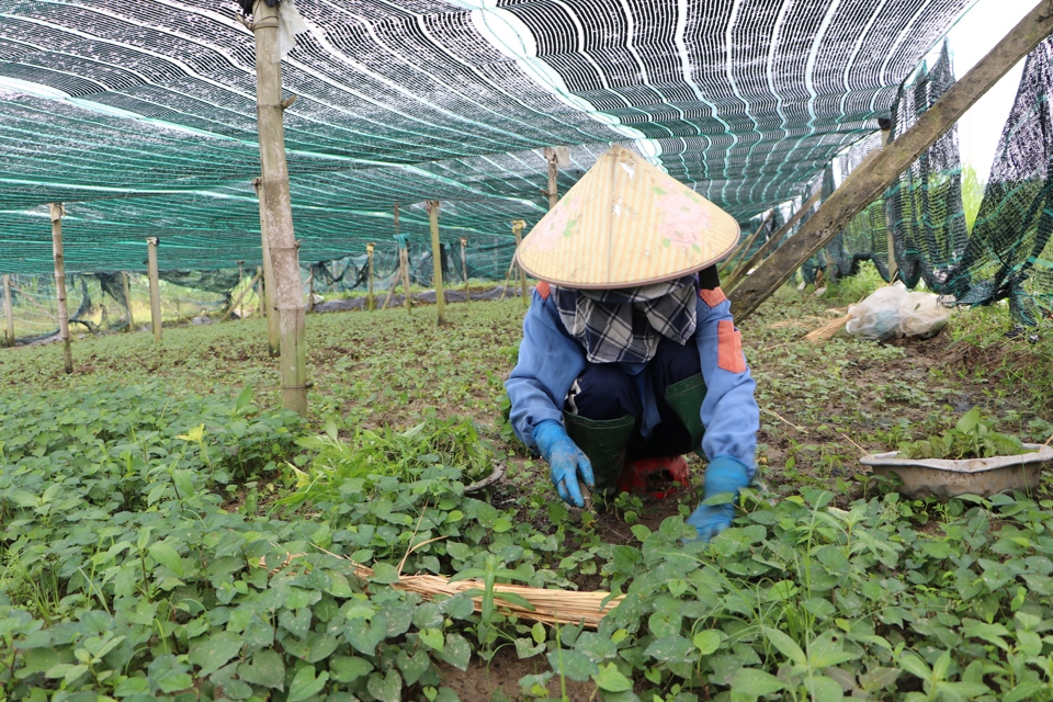 La menthe de poisson devient le produit principal de la commune de Tinh Chau.