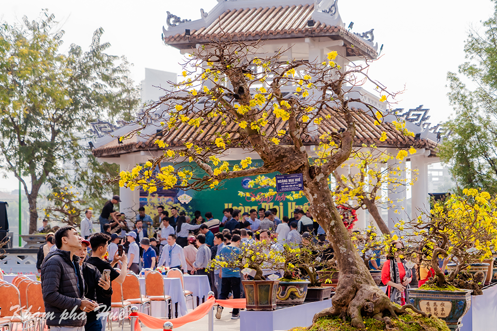 Thua Thien Hue - the land of yellow apricot blossoms in Vietnam