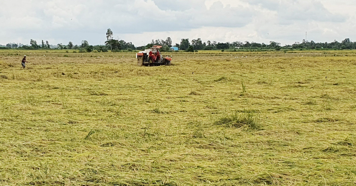 Durch starken Regen beschädigter Reis; vor der Ernte nicht auf Einkäufe der Händler warten