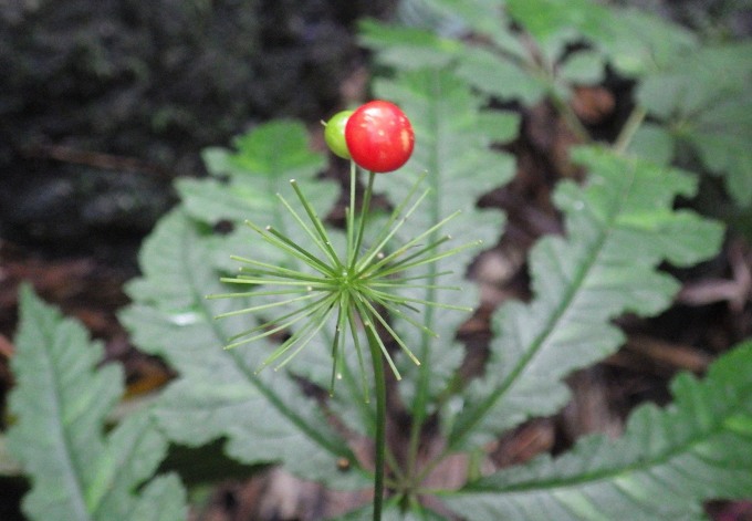 Ginseng medicinal P. stipuleanatus (Panax pseudoginseng silvestre) en Ha Giang. Foto: Equipo de investigación