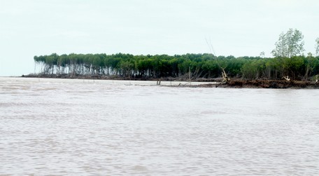 ព្រៃ​មួយ​កន្លែង​ក្នុង​ឃុំ Ho Gui ស្រុក Dam Doi កំពុង​ត្រូវ​បាន​គេ​កាប់​ដោយ​ការ​បាក់​ដី។