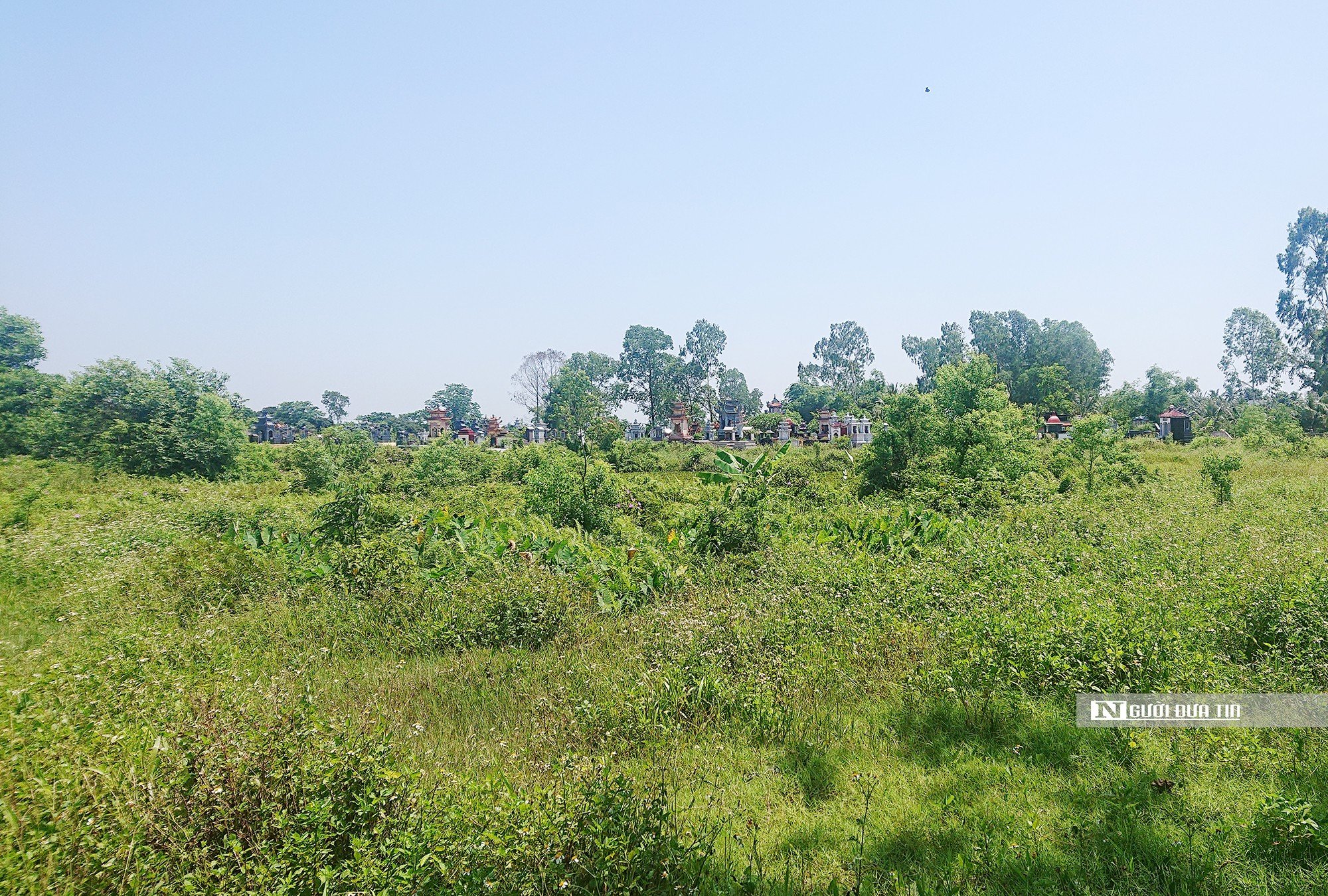 Economie - Hai Phong : Le projet de WinEco tarde à se mettre en œuvre, plus de 83 hectares de « rizières » sont utilisés pour cultiver des mauvaises herbes (Image 2).