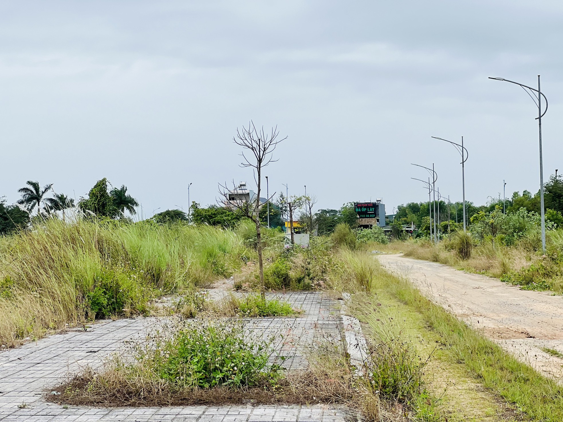 Pasto crecido y basura acumulada en un proyecto residencial de 400 mil millones de dólares en Quang Ngai, foto 19