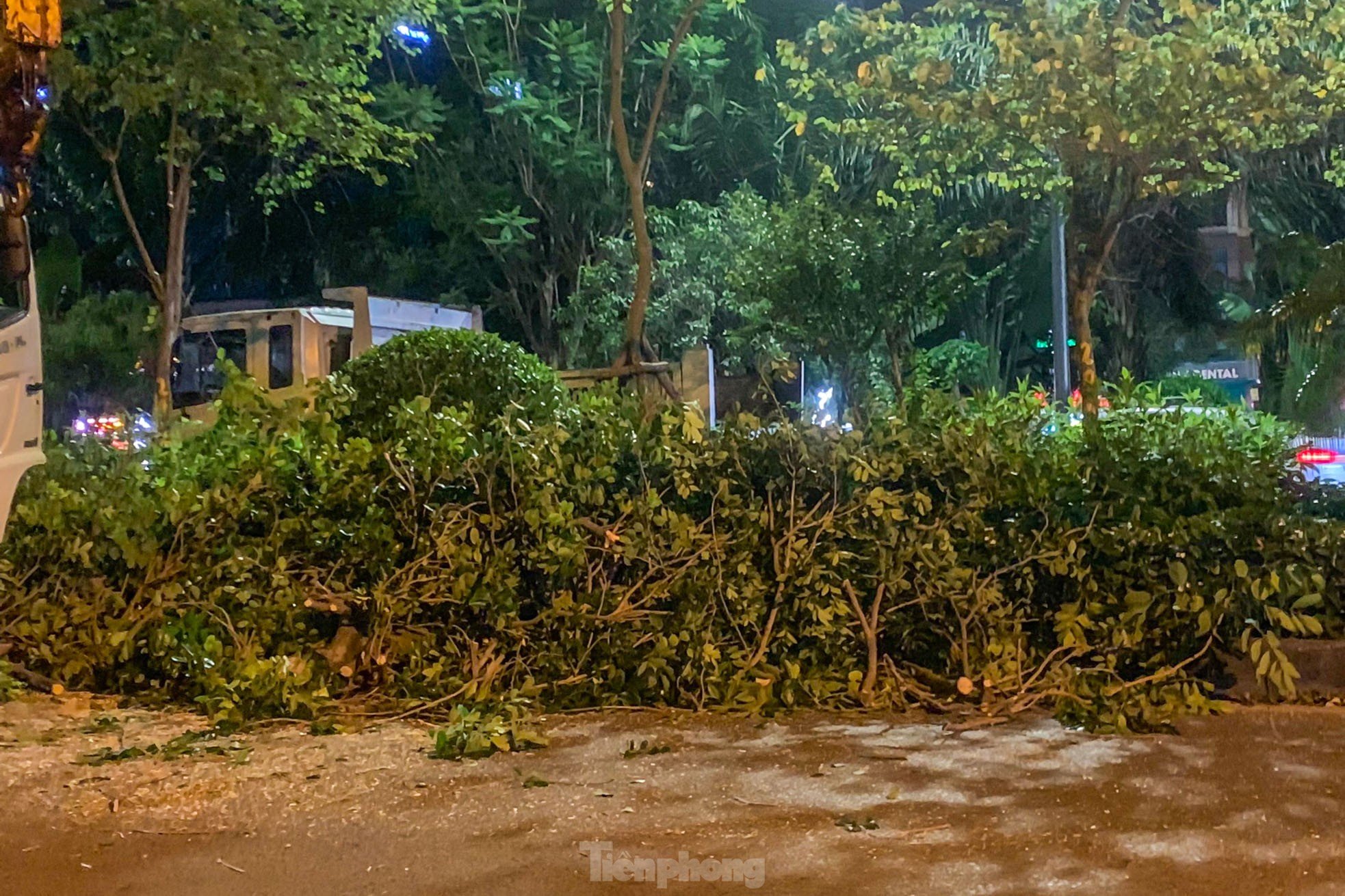 Pruning the hundred-year-old rosewood trees on Lang Street overnight, photo 13