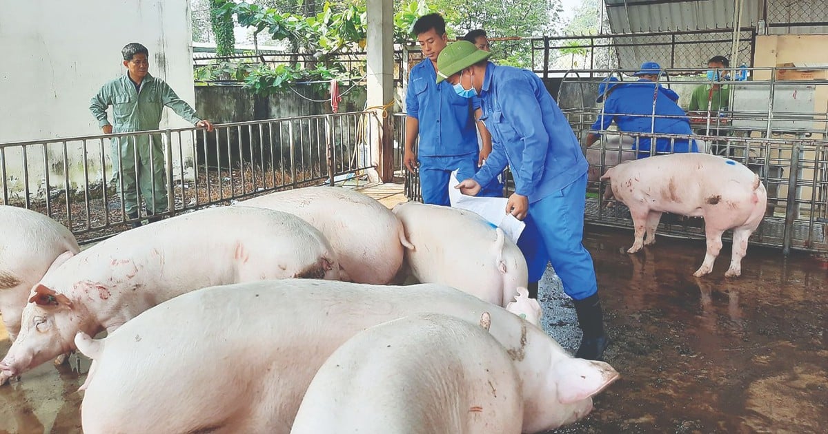 Maladies et bas prix : les agriculteurs ont peur de reconstituer leurs troupeaux de porcs pour approvisionner le Têt