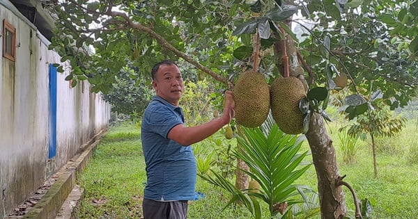 Làm mô hình vườn-ao-chuồng-VAC quy mô lớn, vợ chồng anh nông dân Thái Nguyên thu 2 tỷ/năm