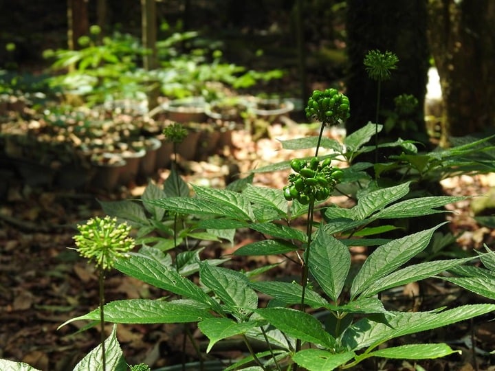 ¿En qué provincia de nuestro país crece más el ginseng Ngoc Linh? - 2