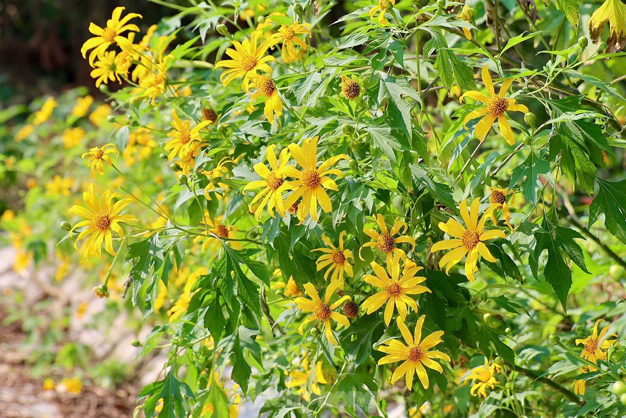 Multitudes se congregan ante los girasoles silvestres en los suburbios de Hanoi, foto 5