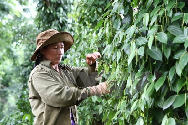 Forte baisse, le Gia Lai tombe à 149 500 VND/kg