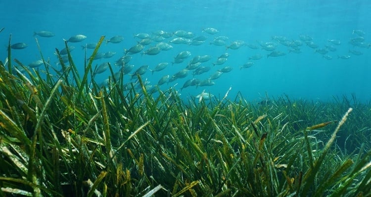 Quang Tri wants to sell carbon credits from a special type of seaweed.