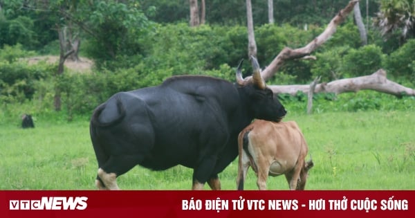 Besuchen Sie den Phuoc Binh Nationalpark, um die Geschichte des verliebten Stiers zu hören.