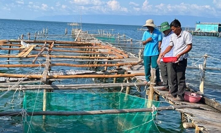 Jedes Mitglied erwirtschaftet durch den Fischverkauf jährlich zwischen 200 und 300 Millionen VND Gewinn. Wichtig ist, dass die Einnahmequelle stabil ist, damit sich die Teilnehmer sicher fühlen. (Abbildung: LDO)