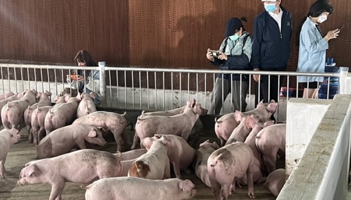 황안자라이(HAG)는 수익에도 불구하고 바피 돼지고기 체인에서 철수