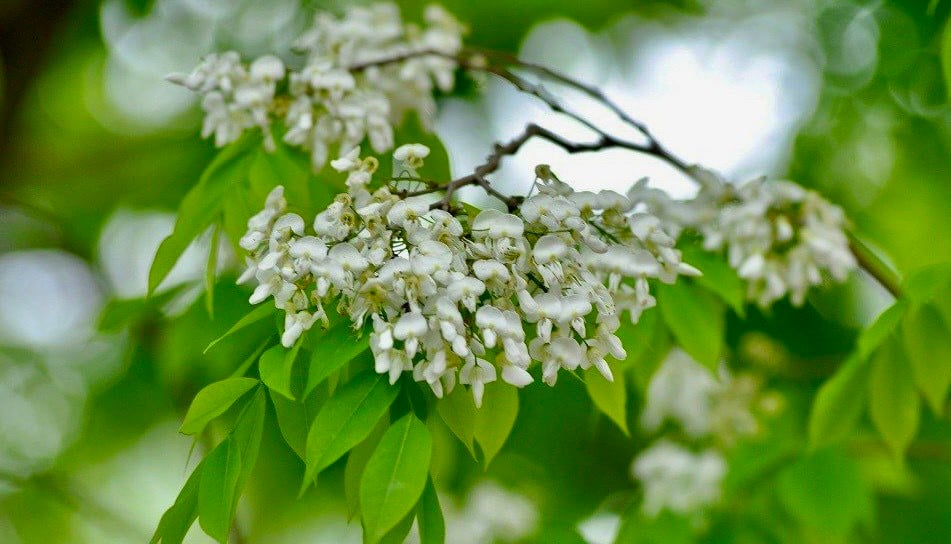 De nombreux coins de rues de Hanoi sont recouverts de neige avec la couleur blanche pure des fleurs de Sua photo 10