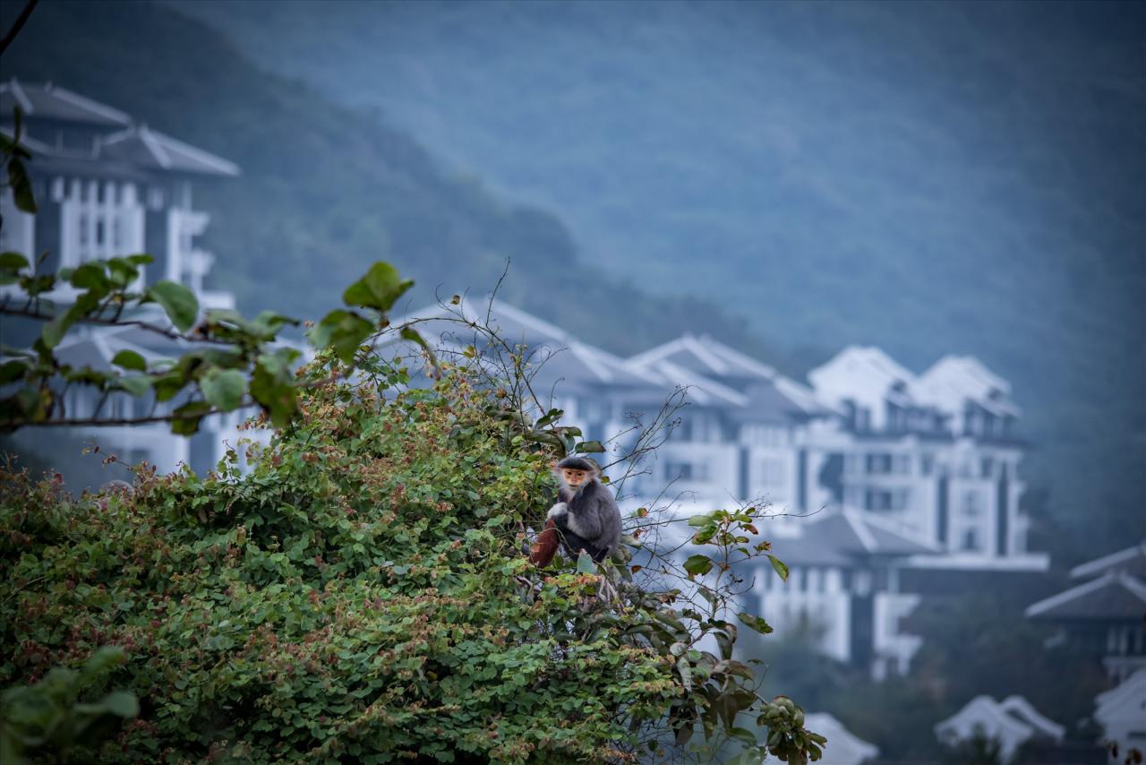 Nếu may mắn, du khách có thể nhìn thấy voọc chà vá chân nâu ở bán đảo Sơn Trà. Ảnh: InterContinental Danang Sun Peninsula Resort