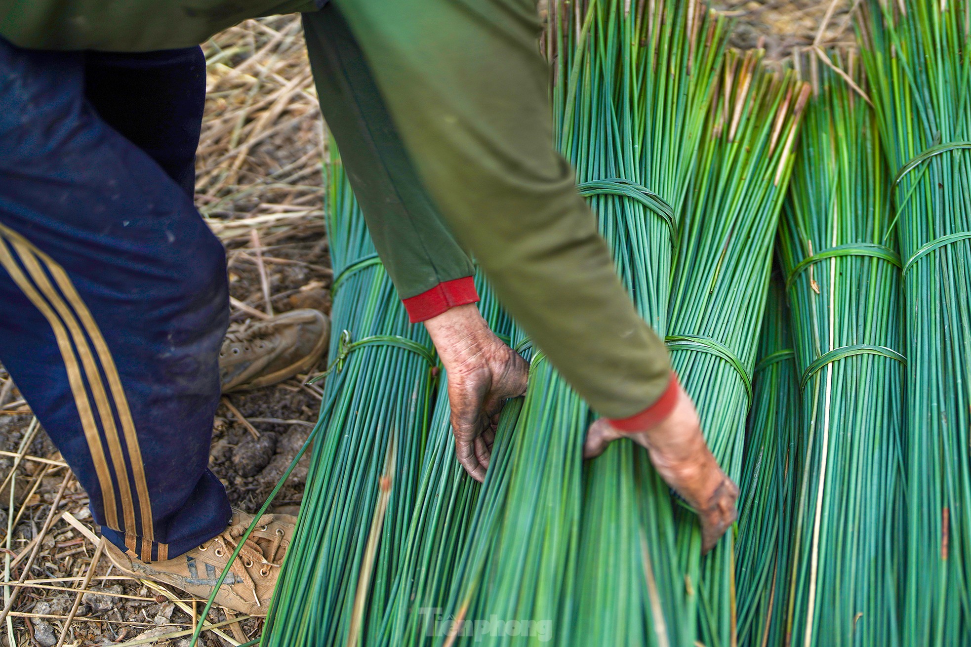 Variedad de césped fácil de cultivar que genera cientos de millones de dongs en ingresos. Foto 5