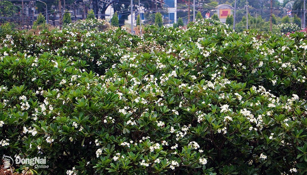 Dans le parc industriel Bien Hoa 1, des fleurs de frangipanier blanches sont plantées en grande quantité et, lorsqu'elles sont en pleine floraison, elles créent un point culminant et gardent l'espace vert et frais.
