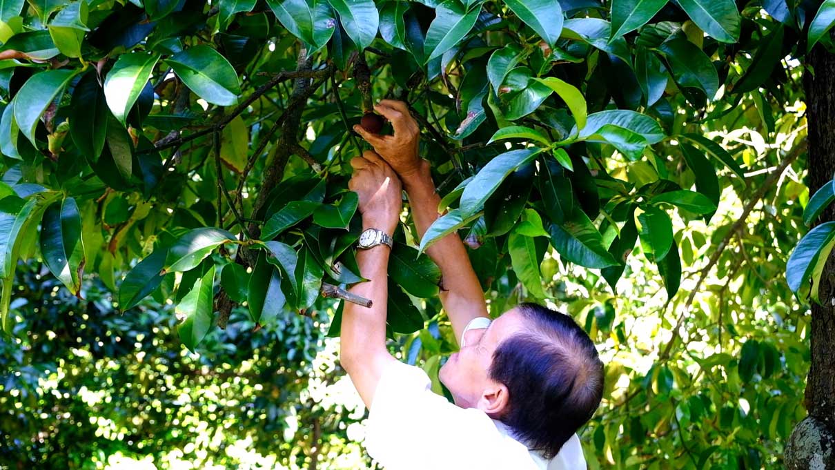 Mr. Tan renovated and upgraded his family's fruit garden into a tourist destination. Photo: My Ly