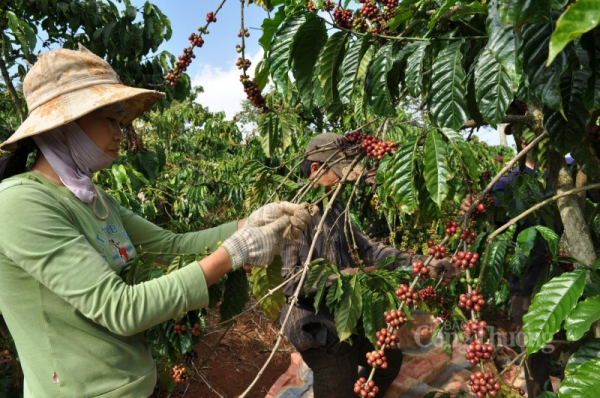 Sur 9 mois, la valeur des exportations de café a légèrement augmenté par rapport à la même période