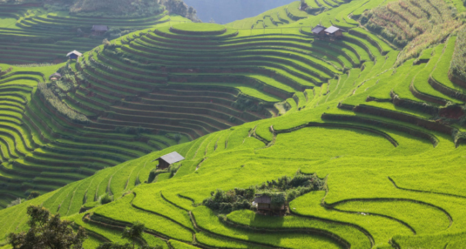 イエンバイ省ムーカンチャイ地区の段々畑。写真: Frans Sellies。