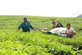 Sustainable development of Phu Tho tea brand