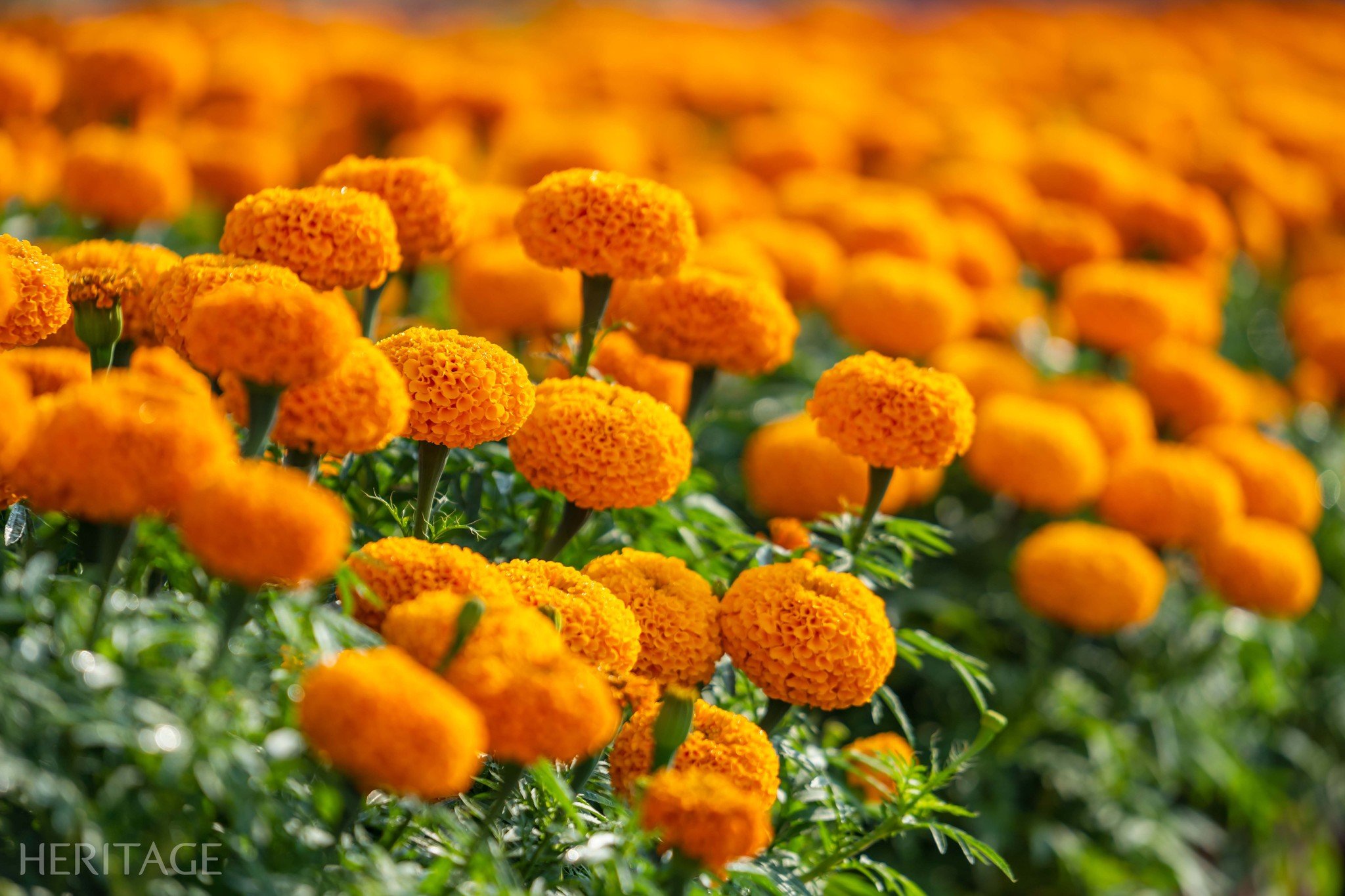 Saison animée des fleurs printanières