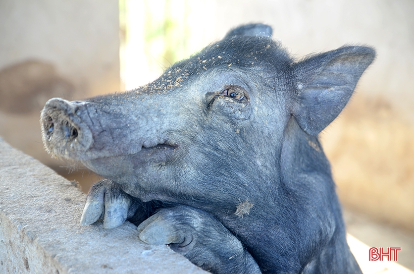 9X Nghi Xuan recupera tierras montañosas para criar cientos de jabalíes