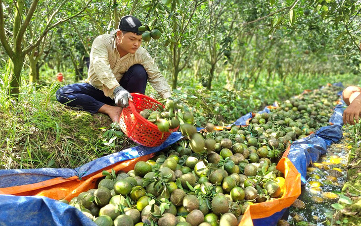 Thương nông dân miền Tây, cam rớt giá thê thảm, họ tự bơi nhưng không kêu gọi 'giải cứu' - Ảnh 2.