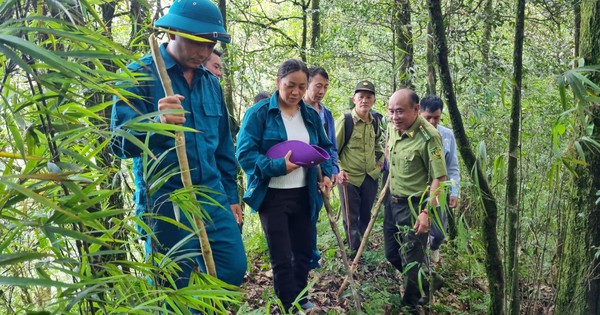 Cán bộ Kiểm lâm bốn lần xin thôi chức để đi "đi rừng" trên cao nguyên đá