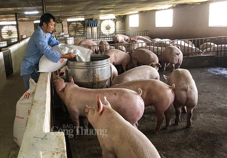 Giá heo hơi hôm nay ngày 19/2/2024: Lặng sóng ngày đầu tuần