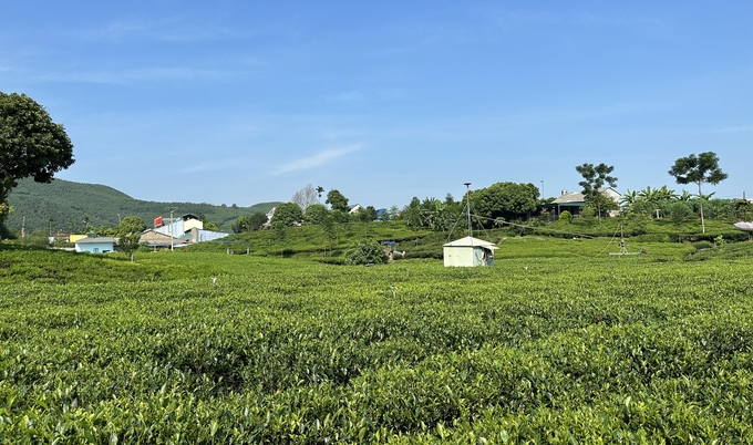 Vùng chè của HTX Tiến Yên (xã Tân Cương, TP Thái Nguyên). Ảnh: Quang Linh.