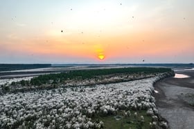 Nơi đàn chim trở về