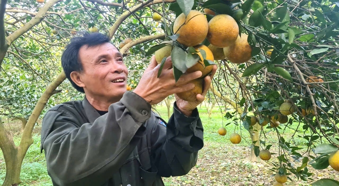 ฟาร์ม Bai Phu มีชื่อเสียงด้านส้ม Huong Hoa ออร์แกนิก