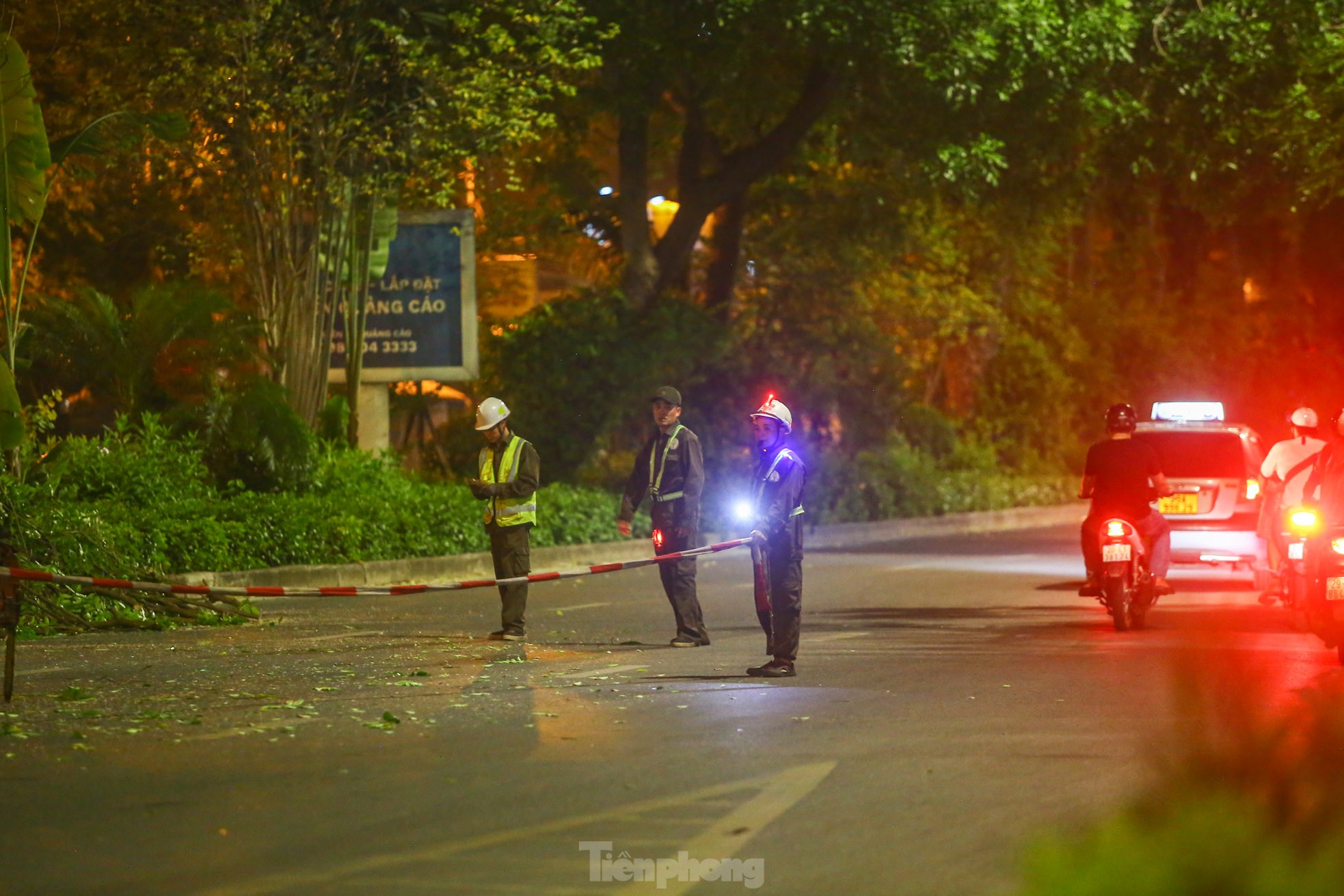 Pruning the hundred-year-old rosewood trees on Lang Street overnight, photo 3