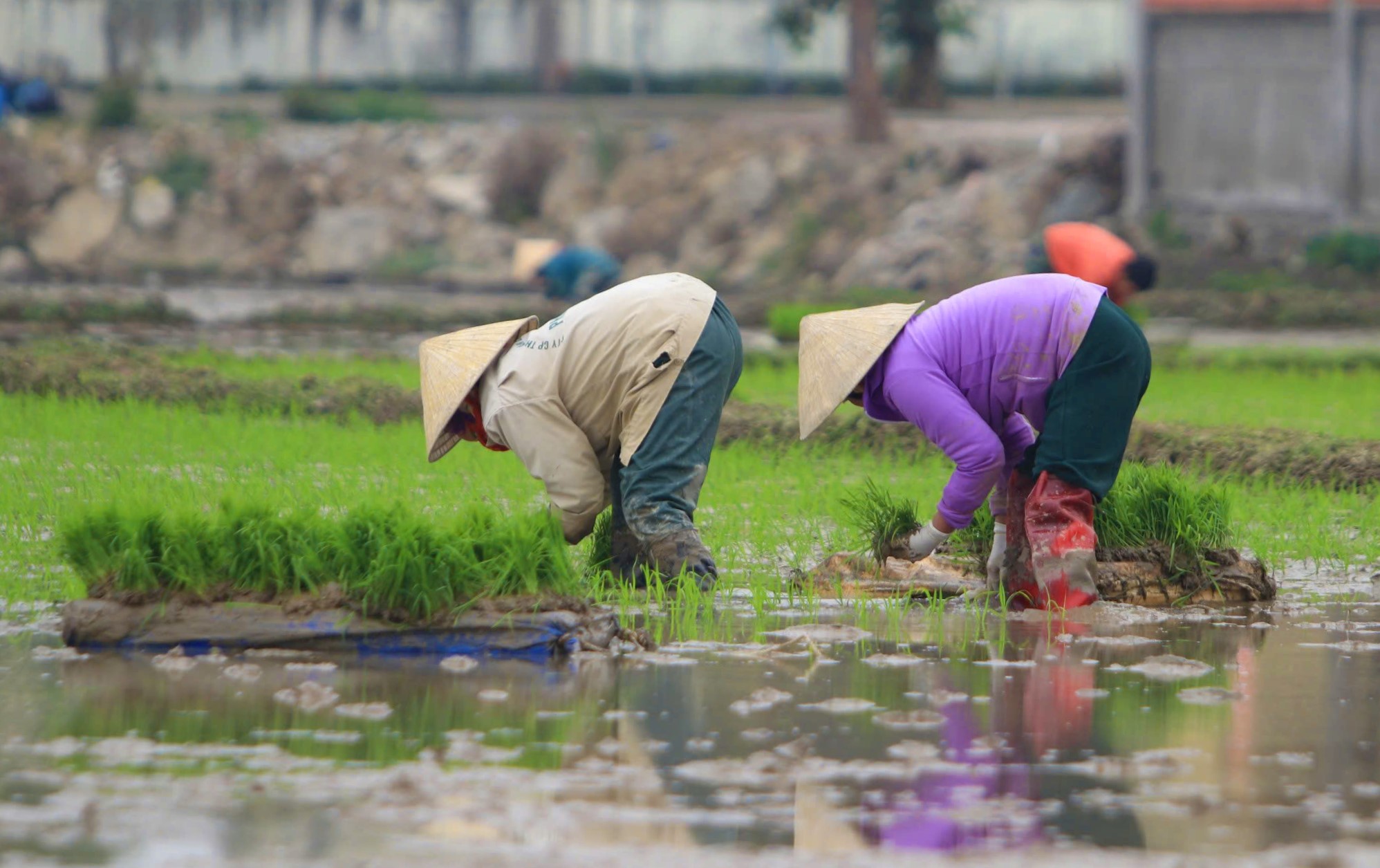 Thợ cấy còng lưng trên cánh đồng, cuối ngày chia nhau mỗi người nửa triệu, mệt mà vui vì có tiền sắm Tết - Ảnh 6.