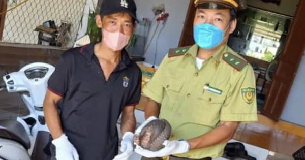 Hue man catches rare wild animal covered with scales from head to tail, hands it over to forest rangers